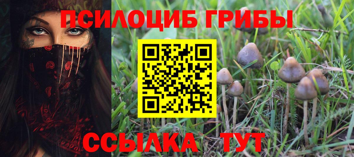Псилоцибиновые грибы Psilocybine cubensis Нижнеудинск
